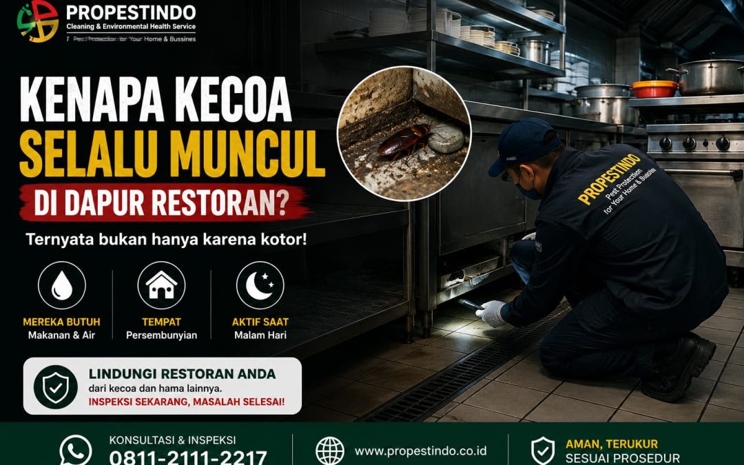 Kenapa Kecoa Selalu Muncul di Dapur Restoran? Ternyata Bukan Hanya Karena Kotor