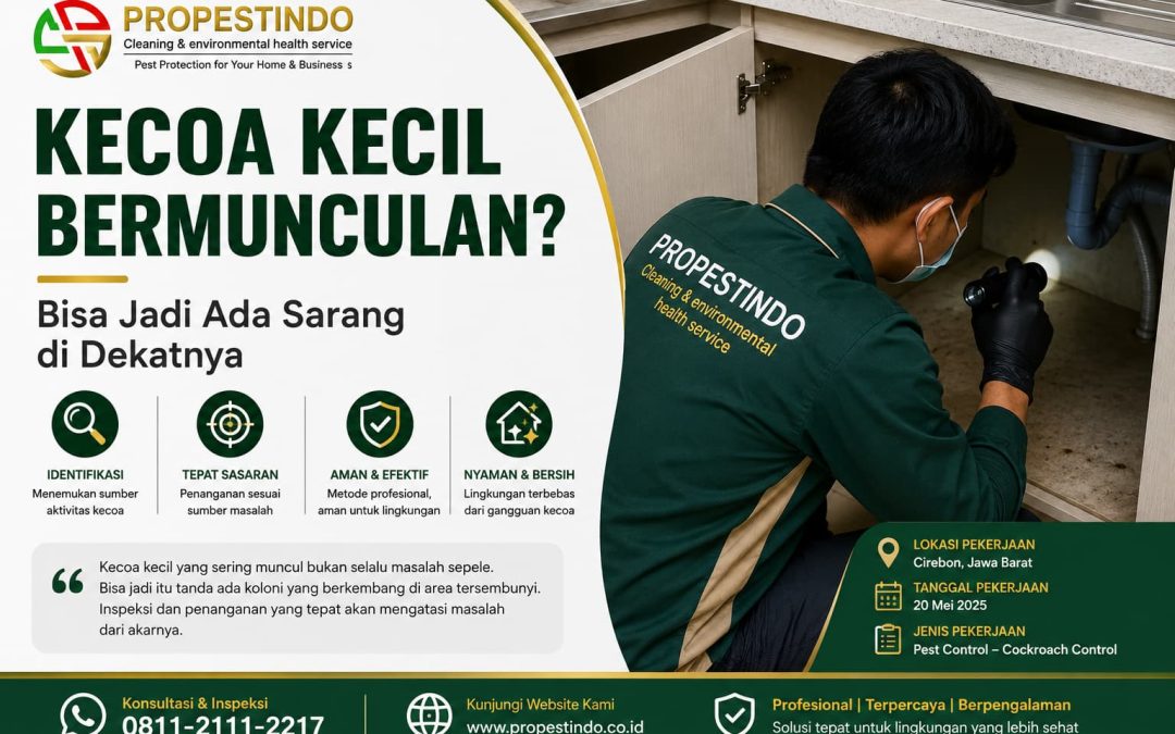 Kecoa Kecil Bermunculan? Bisa Jadi Ada Sarang di Dekatnya !