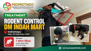 Treatment rodent control DM Indah Mart Indramayu oleh tim Propestindo
